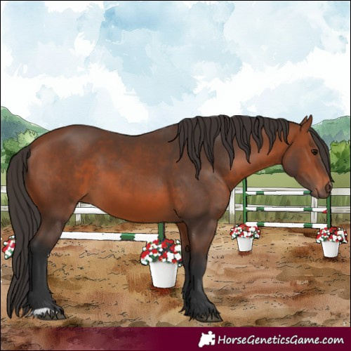 Horse Color:Bay 