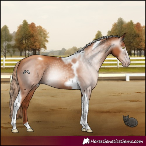 Horse Color:Gray Gold Champagne Tobiano Frame 