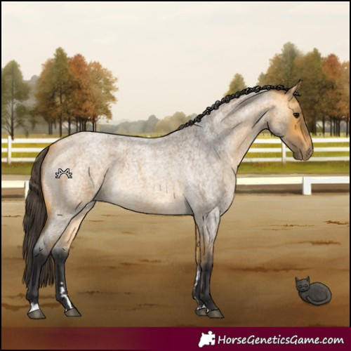 Horse Color:Buckskin Roan 