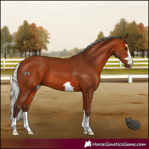 Horse Color:Silver Bay 