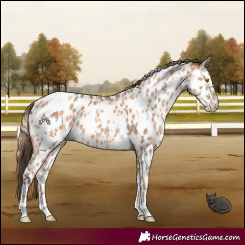 Horse Color:Amber Champagne Sabino Tobiano Near Leopard  and Gold Champagne Sabino Tobiano Near Leopard 