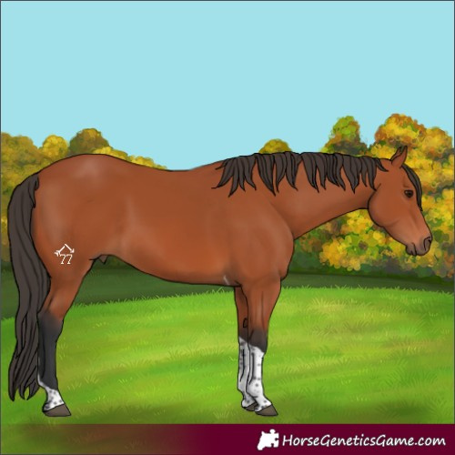 Horse Color:Bay Tobiano Rabicano 