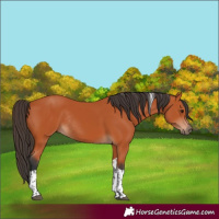 Horse Color:Bay Tobiano Rabicano 