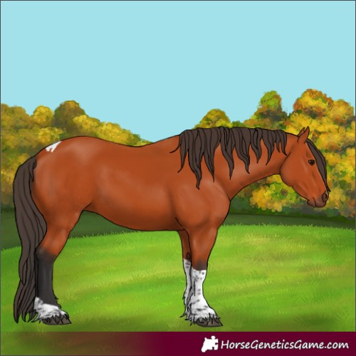 Horse Color:Bay Tobiano Rabicano 