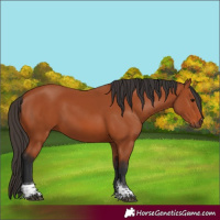 Horse Color:Bay Tobiano Rabicano 