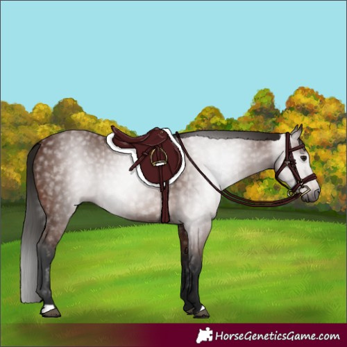 Horse Color:Gray Bay 