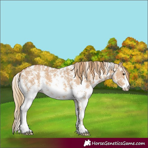 Horse Color:Red Dun Sabino 