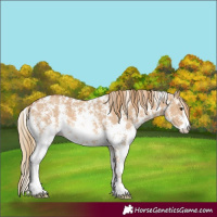 Horse Color:Red Dun Sabino 