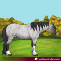 Horse Color:Grullo Roan Tobiano