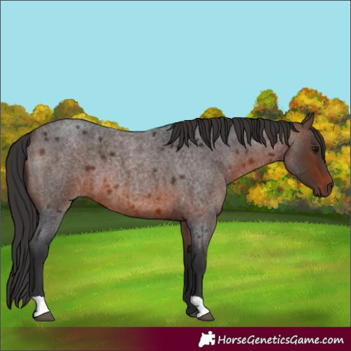 Horse Color:Brown Roan 
