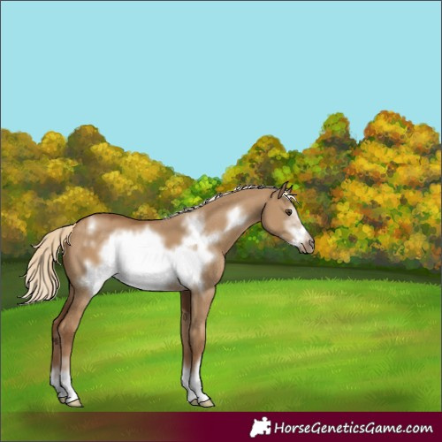 Horse Color:Chocolate Palomino Dun Frame 
