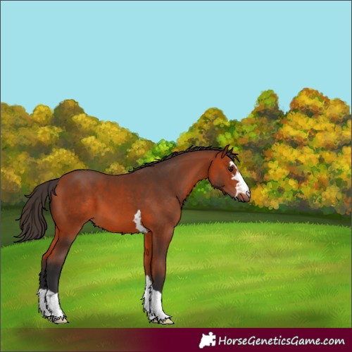 Horse Color:Bay 
