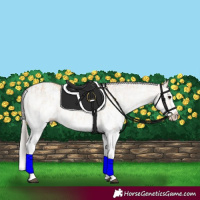 Horse Color:White Spotted Bay Dun Splash  and White Spotted Silver Bay Dun Splash 