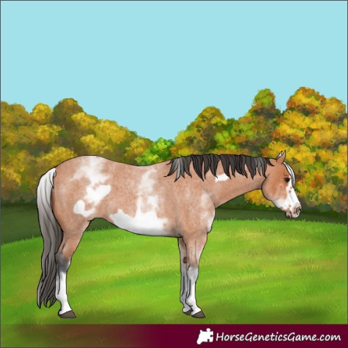 Horse Color:White Spotted Bay Roan Frame 