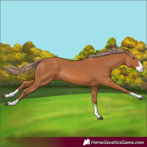 Horse Color:Chestnut Splash 