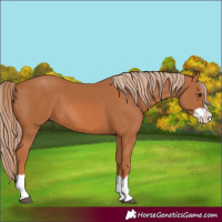 Horse Color:Chestnut Splash
