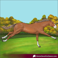 Horse Color:Chestnut Splash 