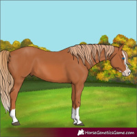 Horse Color:Chestnut Splash 