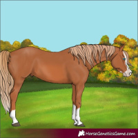 Horse Color:Chestnut Splash