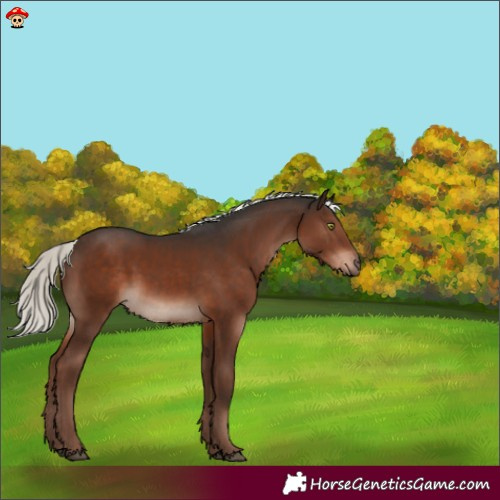 Horse Color:Liver Chestnut Mushroom 