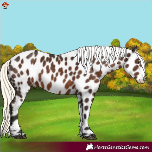 Horse Color:Liver Chestnut Mushroom Leopard 