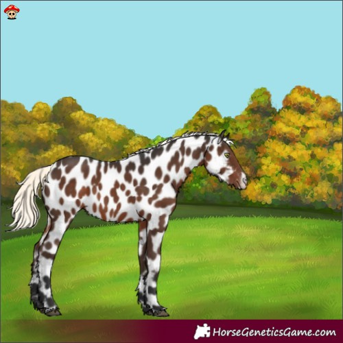 Horse Color:Liver Chestnut Mushroom Appaloosa 