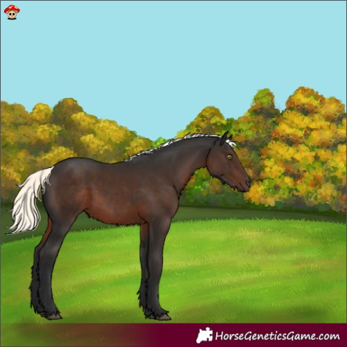 Horse Color:Liver Chestnut Mushroom 
