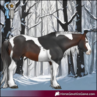 Horse Color:Brown Splash Tobiano 