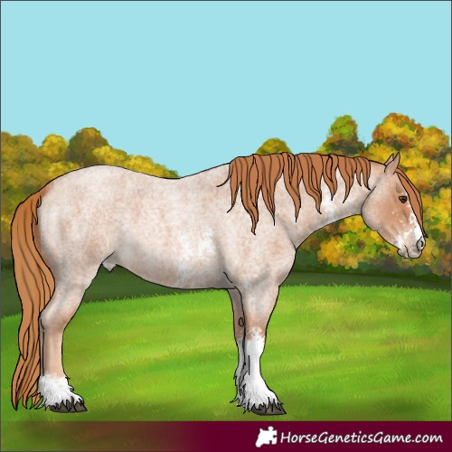 Horse Color:Red Roan Sabino 