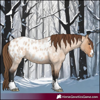 Horse Color:Bay Roan Dun Appaloosa 