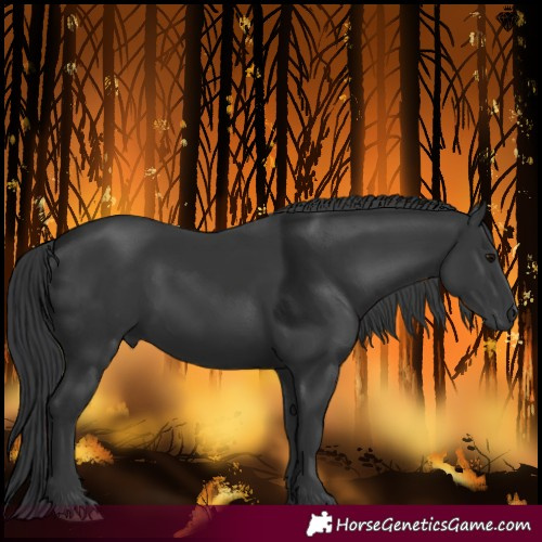 Horse Color:Black 