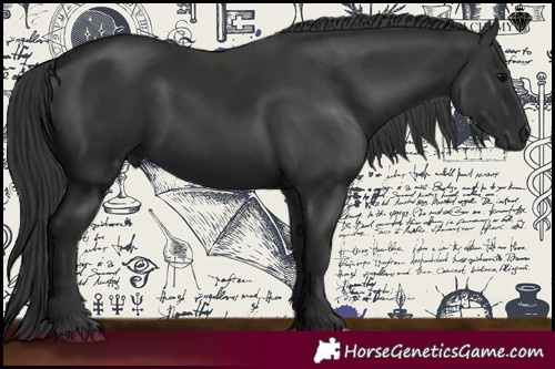 Horse Color:Black 