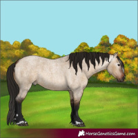 Horse Color:Gray Bay Roan Dun 