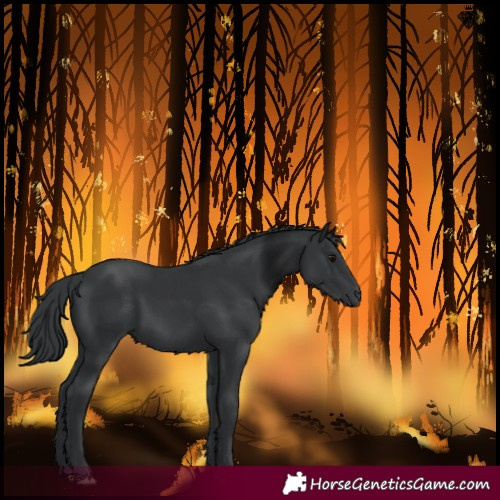 Horse Color:Black 
