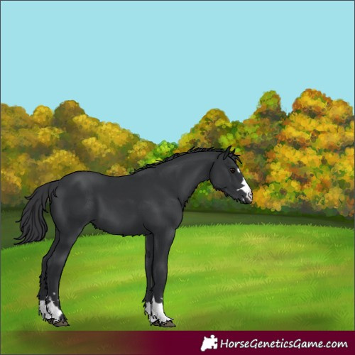Horse Color:Black 