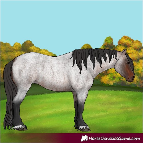 Horse Color:Bay Roan 