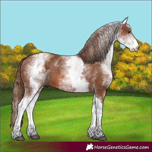 Horse Color:White Spotted Chestnut Tobiano 