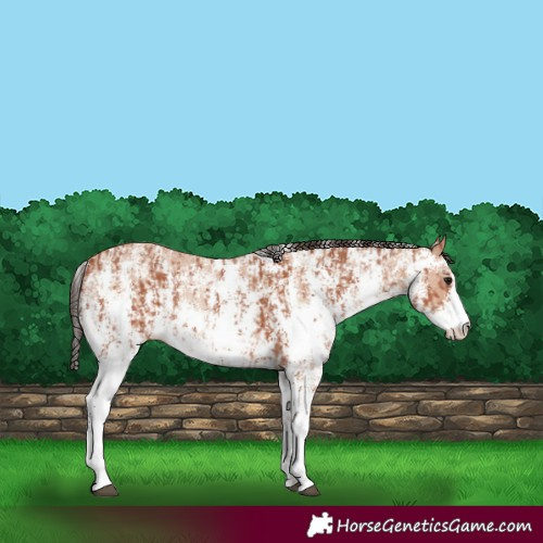 Horse Color:Bay Sabino Rabicano  and Amber Champagne Sabino Rabicano 