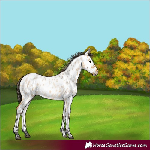 Horse Color:Buckskin Roan Near Leopard 