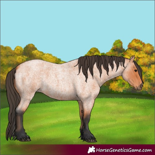 Horse Color:Bay Roan 