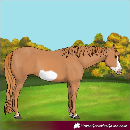 Horse Color:Chestnut Frame