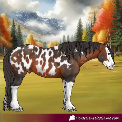 Horse Color:Brown Splash Appaloosa 