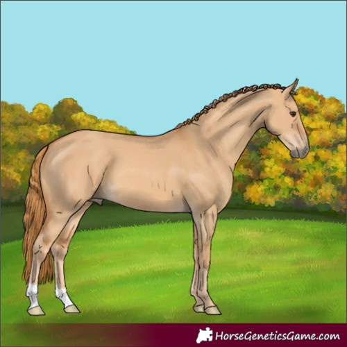 Horse Color:Red Dun 