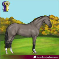 Horse Color:Grullo 