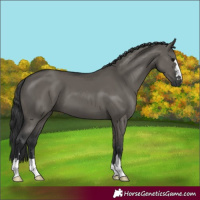Horse Color:Grullo 