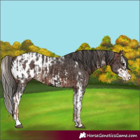 Horse Color:Liver Chestnut Sabino Splash Appaloosa and Bay Sabino Splash Appaloosa