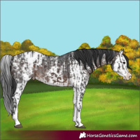 Horse Color:Brown Sabino Splash Appaloosa and Brown Sabino Splash Appaloosa