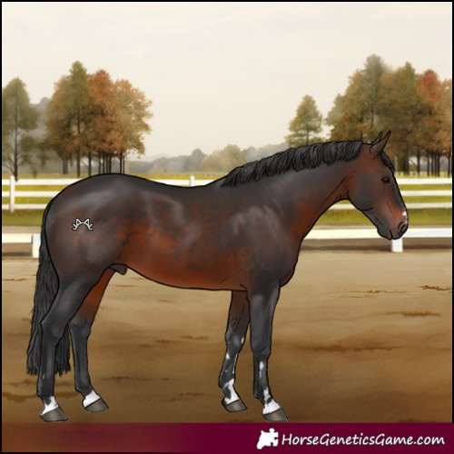 Horse Color:Brown 