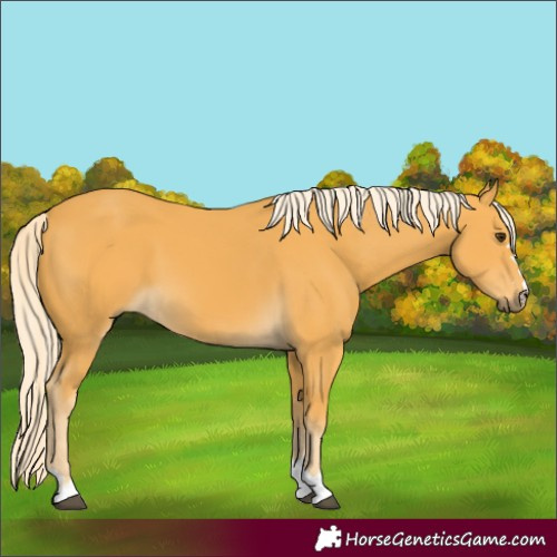 Horse Color:Palomino 