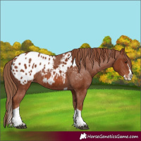 Horse Color:Chestnut Splash Tobiano Appaloosa Rabicano